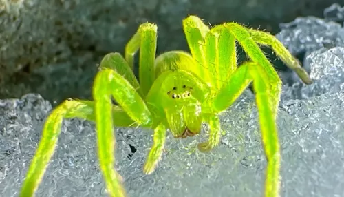 В Алтайском заповеднике заметили ярко-зеленого паука. Фото