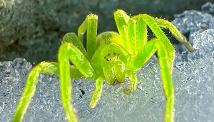 В Алтайском заповеднике заметили ярко-зеленого паука. Фото