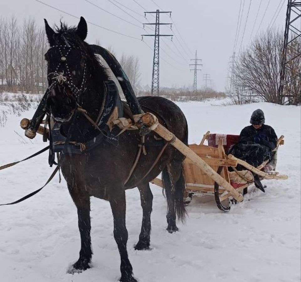 Лошади в приюте "Ласка"