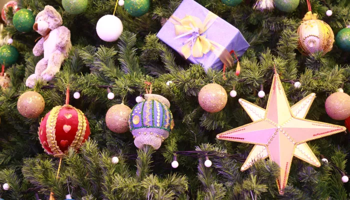 Как правильно выбрать живую елку, чтобы она долго радовала на Новый год