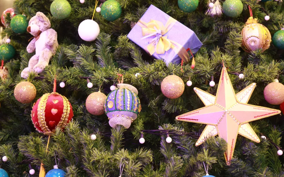 Как правильно выбрать живую елку, чтобы она долго радовала на Новый год