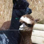 В барнаульский зоопарк приехали чилийские альпаки: как они выглядят