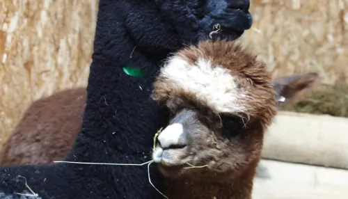 В барнаульский зоопарк приехали чилийские альпаки: как они выглядят