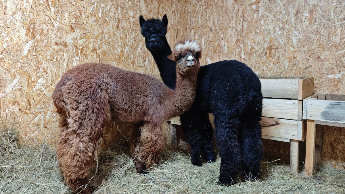 Чилийские альпаки