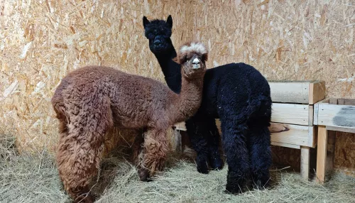 В барнаульском зоопарке показали первую прогулку чилийских альпак. Видео