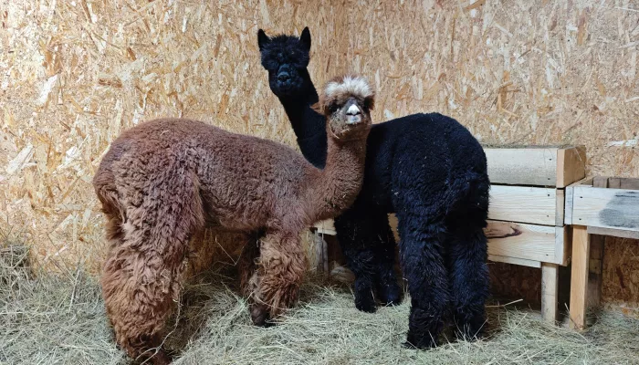 В барнаульском зоопарке показали первую прогулку чилийских альпак. Видео