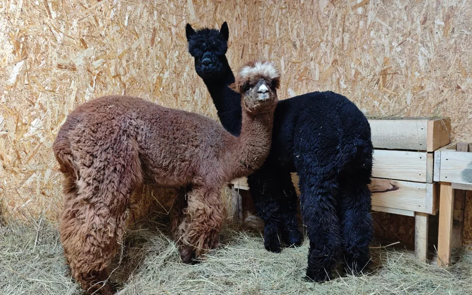 В барнаульском зоопарке показали первую прогулку чилийских альпак. Видео
