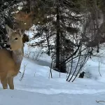 Фотоловушка Алтайского заповедника засняла косулю с любопытным детенышем. Видео