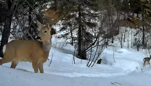 Фотоловушка Алтайского заповедника засняла косулю с любопытным детенышем. Видео