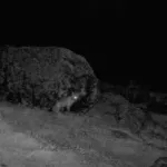 В Сайлюгемском нацпарке засняли одноглазую лису-пиратку. Видео