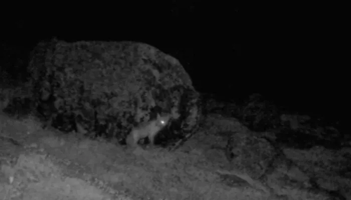 В Сайлюгемском нацпарке засняли одноглазую лису-пиратку. Видео