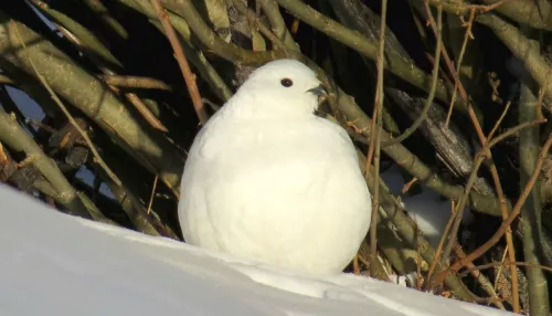 Снежные клубочки: в Сайлюгемском нацпарке показали белых куропаток зимой. Фото