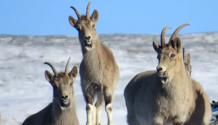 Стадо козерогов с носами-сердечками показали в Сайлюгемском нацпарке. Фото