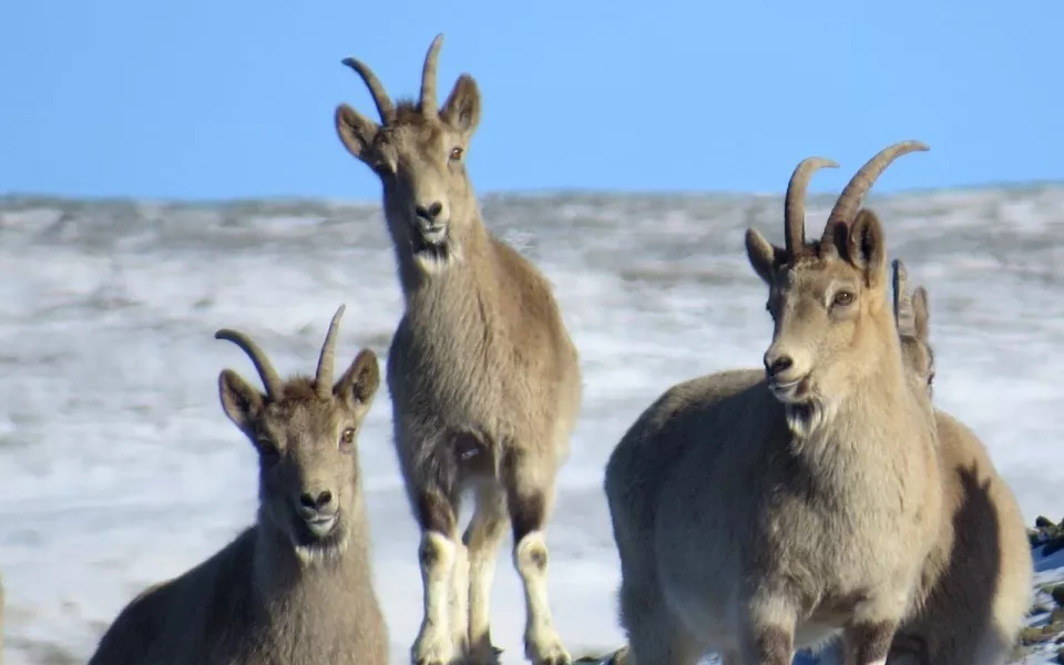 Стадо козерогов с носами-сердечками показали в Сайлюгемском нацпарке. Фото