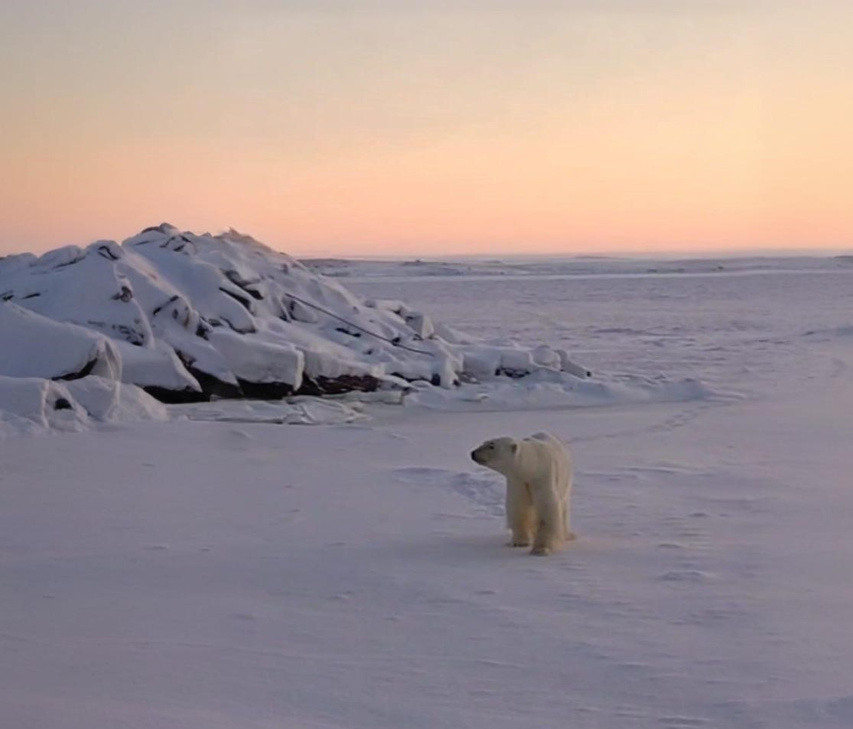 Увидеть в Диксоне белого медведя – обычное дело