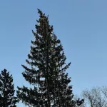 В барнаульском парке Изумрудный открыли новогоднюю елку. Фото и видео