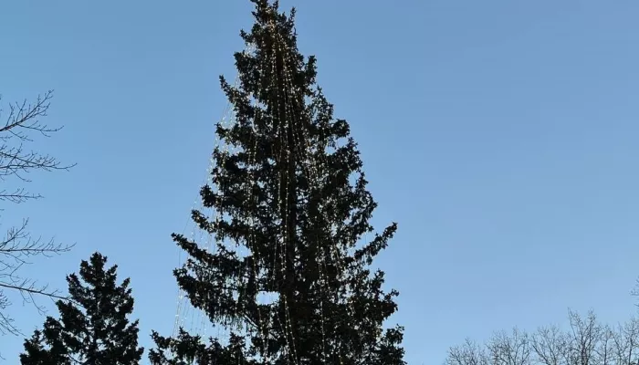 В барнаульском парке Изумрудный открыли новогоднюю елку. Фото и видео