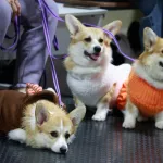 Новогодний карнавал прошел в барнаульском дог-клубе. Фото