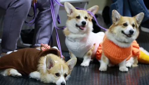 Новогодний карнавал прошел в барнаульском дог-клубе. Фото