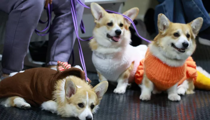 Новогодний карнавал прошел в барнаульском дог-клубе. Фото