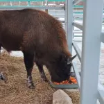 Зубр Мурашик из барнаульского зоопарка подрос и ждет невесту. Видео
