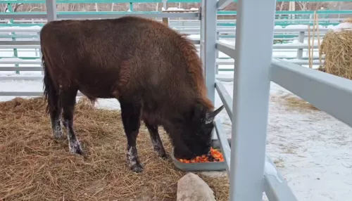 Зубр Мурашик из барнаульского зоопарка подрос и ждет невесту. Видео