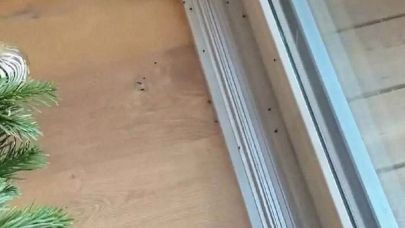 Жителям Алтайского края объяснили, можно ли с живой елкой принести домой клещей