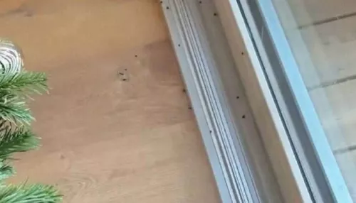 Жителям Алтайского края объяснили, можно ли с живой елкой принести домой клещей