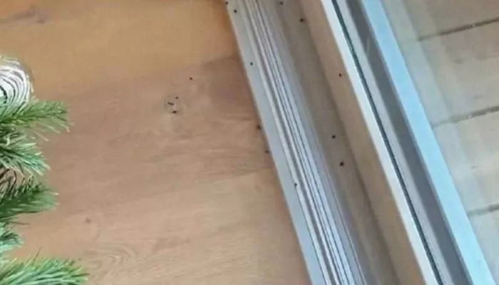 Жителям Алтайского края объяснили, можно ли с живой елкой принести домой клещей