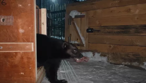 Сила и упрямство: в барнаульском зоопарке поселилась росомаха Эрик. Видео