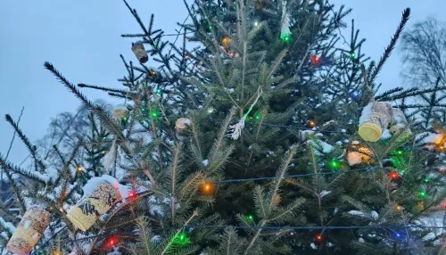 Птичья елка: на Алтае праздничное дерево украсили леденцами для местных пернатых