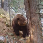 В Республике Алтай показали самых упитанных медведей Алтайского заповедника. Фото