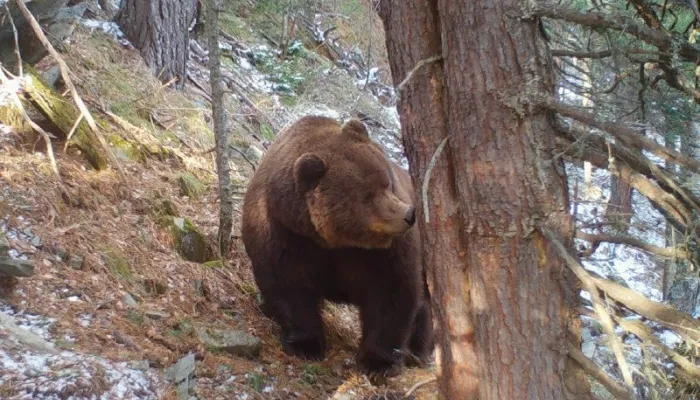 В Республике Алтай показали самых упитанных медведей Алтайского заповедника. Фото