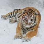 Ласковая хищница: барнаульский зоопарк показал малышку Ракшу