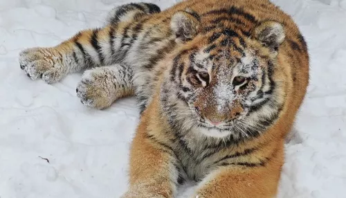 Ласковая хищница: барнаульский зоопарк показал малышку Ракшу