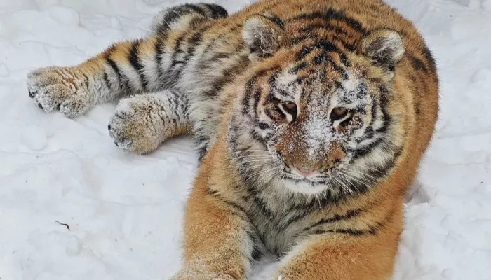 Ласковая хищница: барнаульский зоопарк показал малышку Ракшу