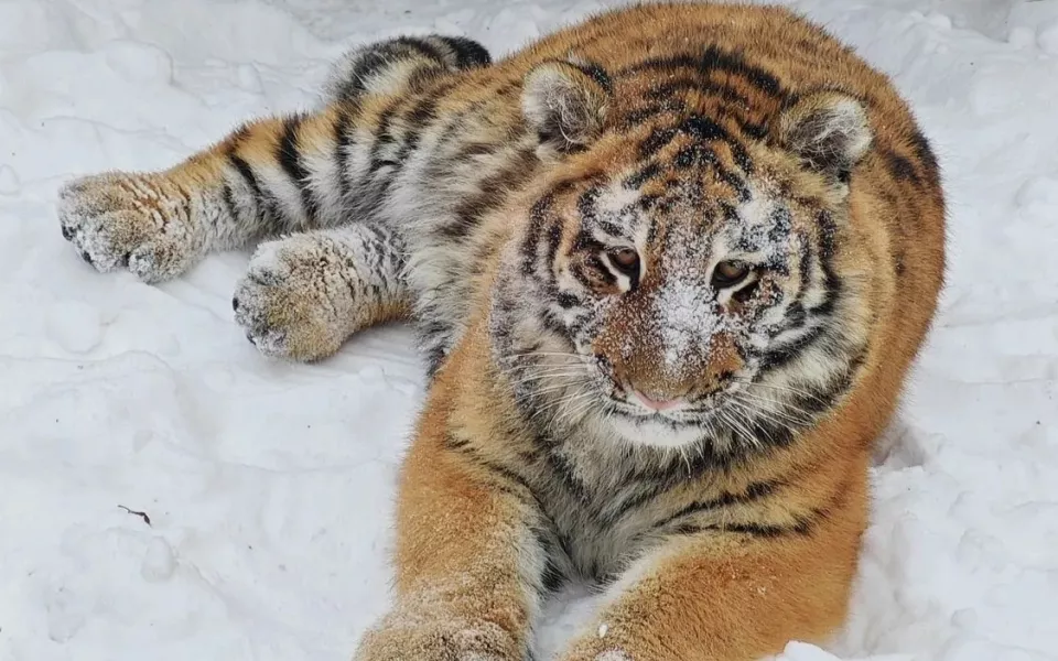 Ласковая хищница: барнаульский зоопарк показал малышку Ракшу