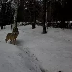 Фотоловушка Алтайского заповедника поймала впечатлительного волка. Видео