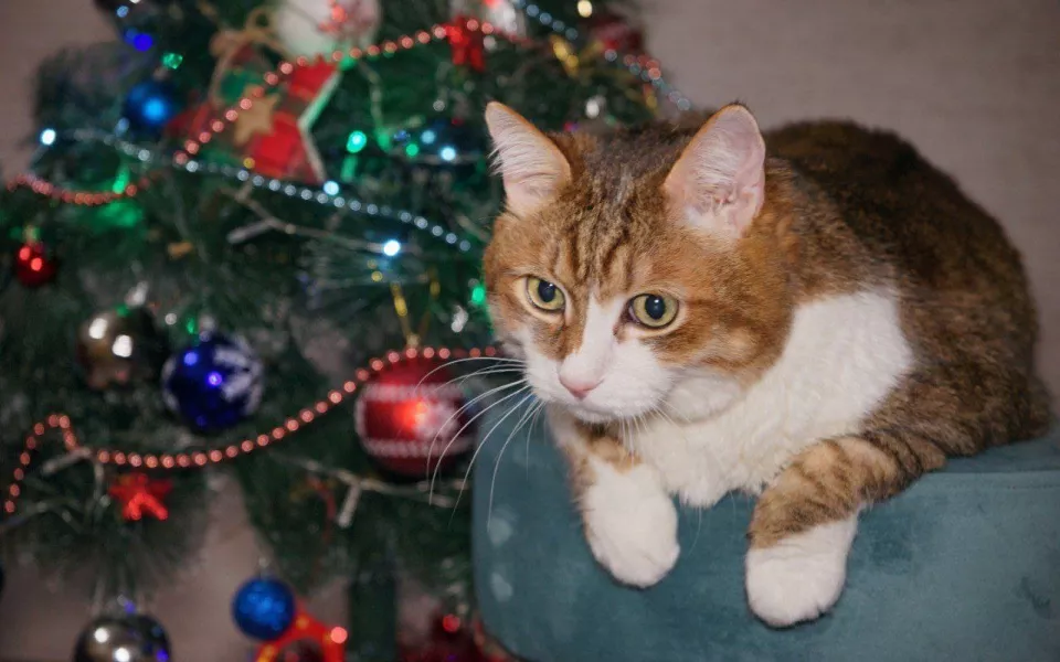 Праздничные котики и елки: новогодние фотографии усатых питомцев жителей Барнаула