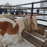 Живой символ года: в барнаульском зоопарке показали забавные видео с пони и быками