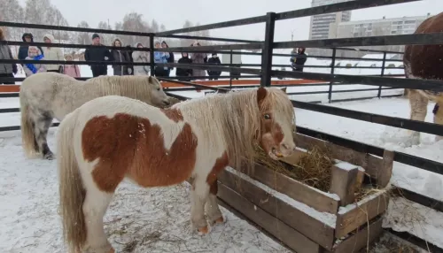 Живой символ года: в барнаульском зоопарке показали забавные видео с пони и быками