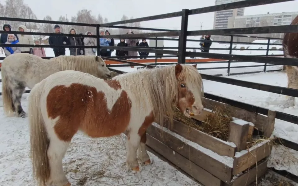 Живой символ года: в барнаульском зоопарке показали забавные видео с пони и быками
