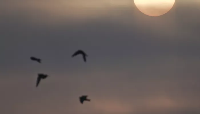 Стало известно, какая погода будет в Алтайском крае во второй половине апреля