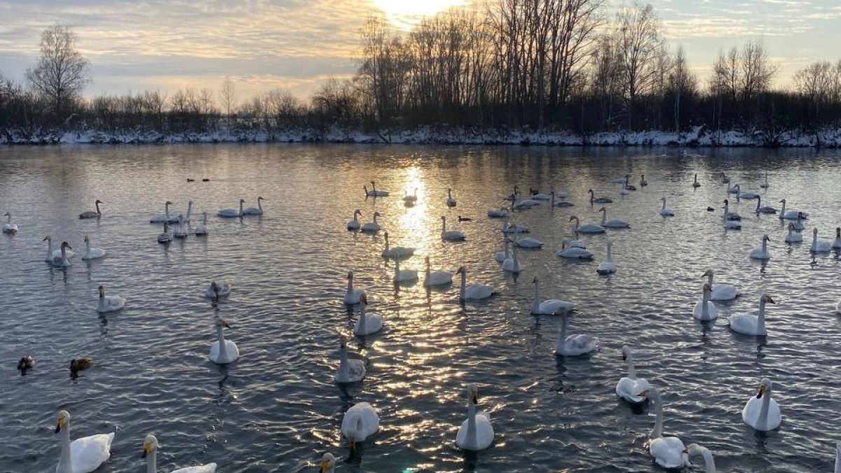 Лебеди-кликуны на озере Светлом 