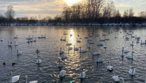 На озере Светлом собралась толпа из желающих увидеть белых лебедей. Фото