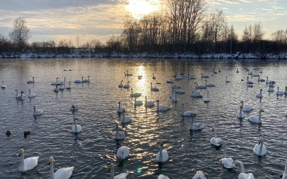 На озере Светлом собралась толпа из желающих увидеть белых лебедей. Фото