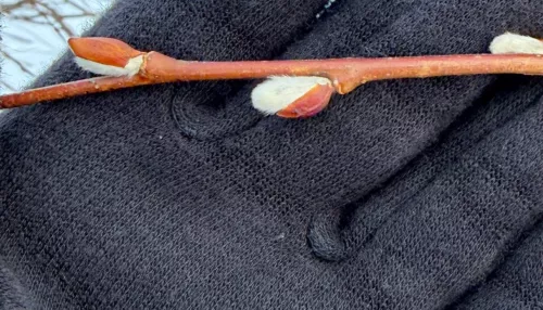 В Алтайском крае в новогодние праздники заметили распустившуюся вербу