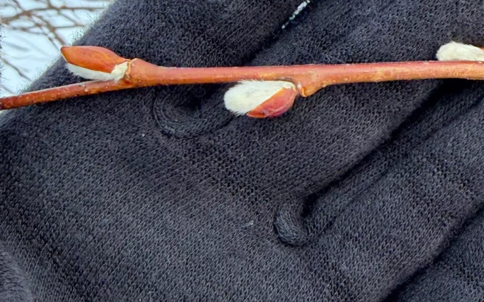 В Алтайском крае в новогодние праздники заметили распустившуюся вербу