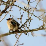 Зимние наблюдения: орнитолог запечатлел обитателей Алтайского заповедника