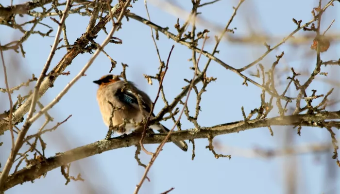 Зимние наблюдения: орнитолог запечатлел обитателей Алтайского заповедника